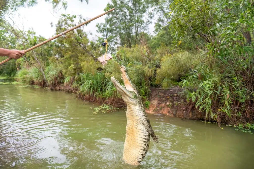 A jumping crocodile on the Adelaide River, Darwin, Australia. Darwin Visitor Guide