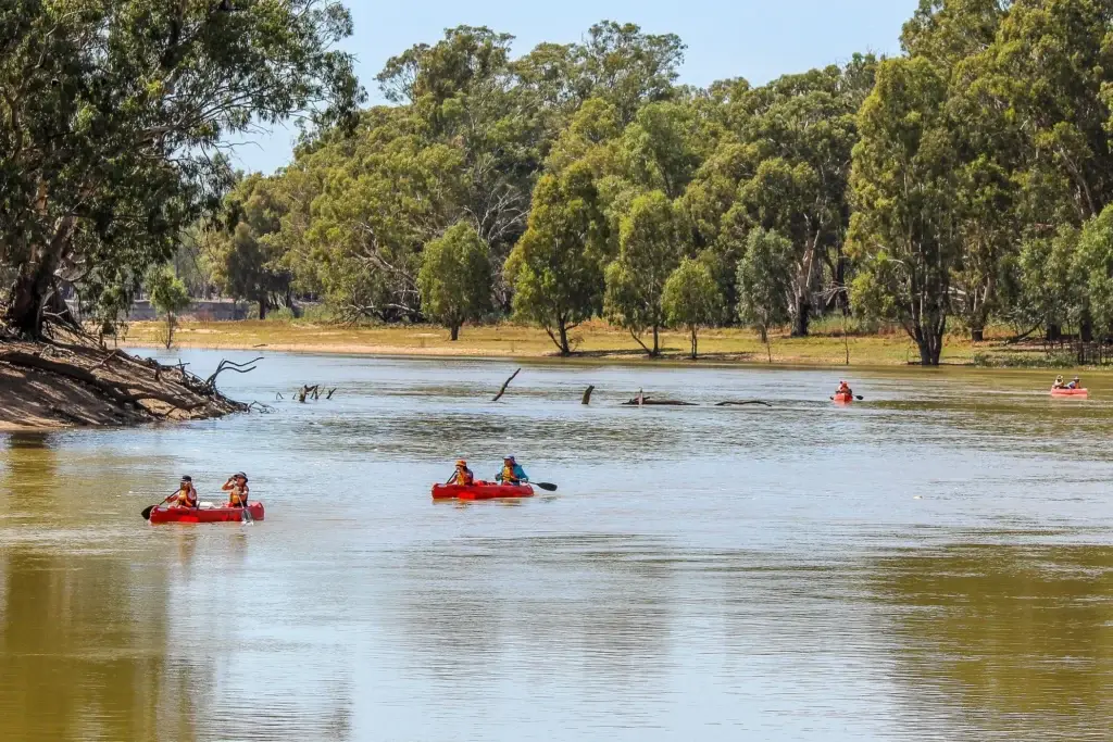 A group is seen Kayaking down the Murray River Australia on a sunny day in Northern Victoria Australia