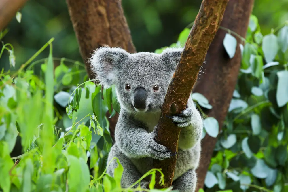 Wingham Riverside Reserve. Koala bear in the bush.