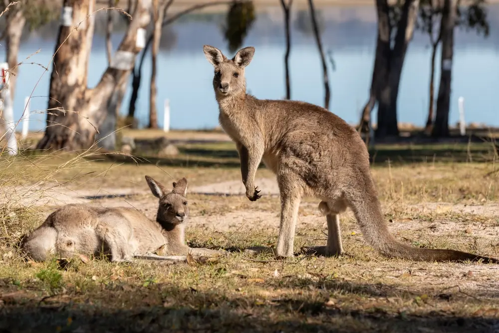 Greens Lake Recreation Reserve. Kangaroos the Iconic Australian wildlife lay down and sunbathing in the cold morning in winter at lakeside campground.