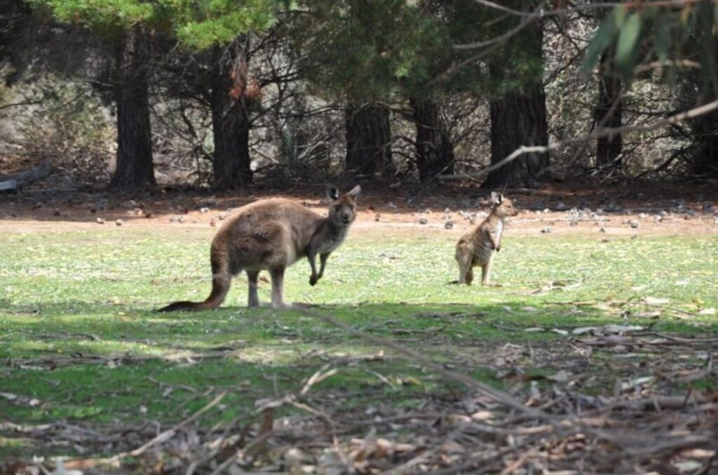 A couple of kangaroos found around the local parklands at Discovery Parks Kangaroo Island 